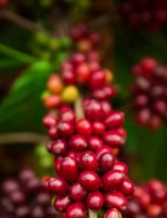 Abertas as Inscrições para querm quiser participar do I Simpósio Sobre Cafeicultura Regenerativa