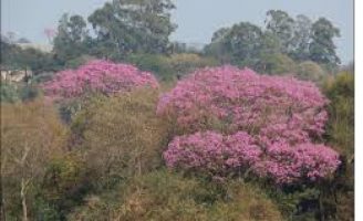 Árvore símbolo do Brasil está livre de extinção