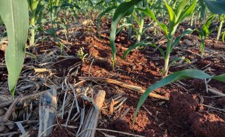 Mais eficiência na nutrição das plantas com uso do manejo biológico