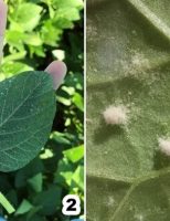 Um produto biológico combate a mosca-branca reduzindo a utilização de químicos