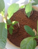 Um jeito simples e barato de produzir mudas de castanheiras em pequena escala