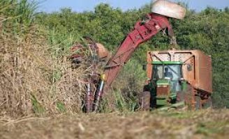A safra de cana-de-açucar no norte e nordeste tem projeção de crescimento