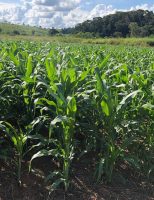 Uma técnica para ajudar os produtores a escolher a semente certa de milho híbrido para plantar