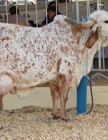 Especialistas criam uma forma prática de evitar as cruzas entre animais consanguineos