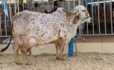 Especialistas criam uma forma prática de evitar as cruzas entre animais consanguineos