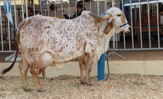 A vaca da raça gir que se sagrou Grande Campeã Nacional do Torneio Leiteiro