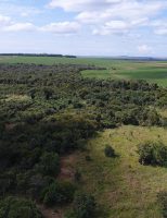 Técnica alerta poder público para o risco de desmatamento no cerrado brasileiro