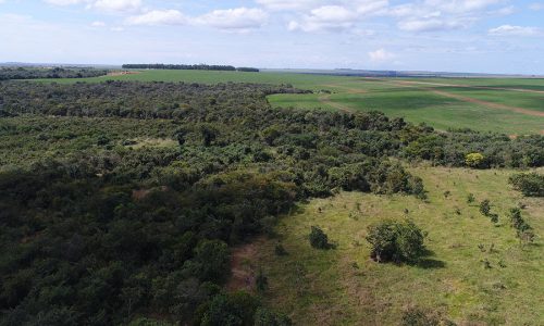 Uma ferramenta nova vai ajudar a restaurar a mata do cerrado brasileiro
