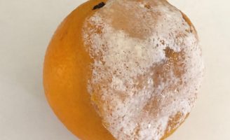 O controle da praga da podridão azeda na laranja-lima é combatida com uso de radiação ultravioleta