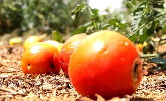 Traça-do-tomateiro causa prejuízo aos produtores na safra 2022