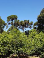 Um produto de Bioinseticida vai promover o controle biológico de uma praga nas plantações de erva-mate