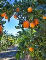 Um perfil da produção nacional de laranja