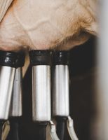 Alerta ao produtor de leite: é importante conhecer a diferença entre Mastite Clínica e Mastite Subclínica