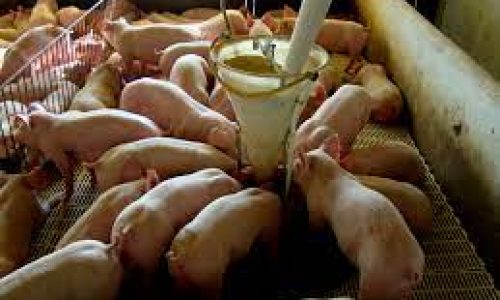 <h2><a href="https://nordesterural.com.br/um-maior-ganho-de-peso-na-producao-de-suinos-usando-suplementacao-mineral/">Um maior ganho de peso na produ&ccedil;&atilde;o de su&iacute;nos usando suplementa&ccedil;&atilde;o mineral</a></h2>Atualmente, o mercado brasileiro tem sido muito forte na produ&ccedil;&atilde;o de carne su&iacute;na, gerando alta nas vendas ao exterior, assim como, para o mercado interno. O rebanho de su&iacute;nos cresceu