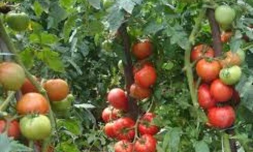 Praga contamina mais de quinhentos hectares de plantio de tomate