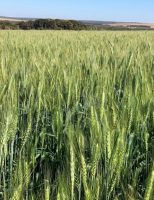 Produtores investem em irrigação para o sucesso do trigo no Cerrado Brasileiro