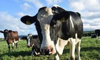 Ministério da Agricultura divulga nota de esclarecimentos sobre casos de doenças neurodegenerativas na Bahia