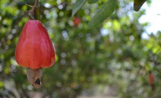 Dica para o produtor adquirir mudas do novo clone de cajueiro-anão