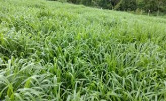 Capim Day traz ciência, inovação e visão de futuro para a agropecuária brasileira