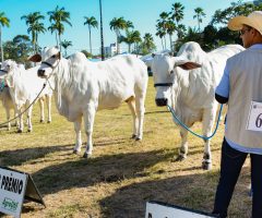 Uma Feira movimenta o agronegócio no Paraná
