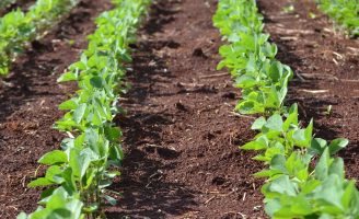 Inoculantes biológicos líquidos trazem mais agilidade para a agricultura