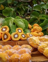Chegam ao mercado as primeiras cultivares de pequi sem espinhos