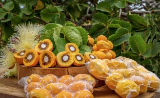 Chegam ao mercado as primeiras cultivares de pequi sem espinhos