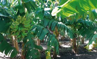 Chega ao mercado uma nova cultivar de banana-da-terra mais produtiva e de melhor qualidade
