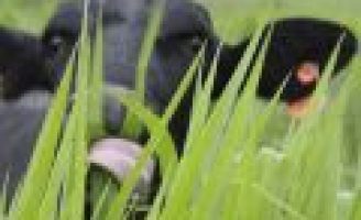 O capim Brachiaria híbrida mais tolerante à seca chama atenção dos produtores