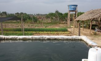 Uma tecnologia para ajudar o pequeno produtor a se alimentar com o que produz