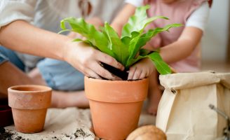Aprenda a cuidar e fazer um jardim em casa