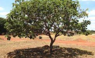 Para conhecer mais a árvore, considerada,  símbolo do Cerrado: o pequizeiro