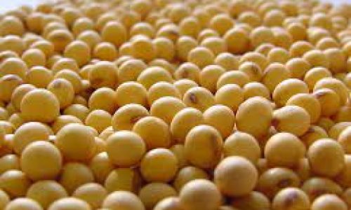 <h2><a href="https://nordesterural.com.br/producao-de-soja-aumenta-cerca-de-15-em-dois-estados-brasileiros/">Produ&ccedil;&atilde;o de soja aumenta cerca de 15% em dois estados brasileiros</a></h2>Os produtores rurais ligados a Fr&iacute;sia, Cooperativa Agroindustrial, ser&atilde;o respons&aacute;veis por produzir mais de 613 mil toneladas de soja na safra 22/23 em uma &aacute;rea total de 155 mil hectares,