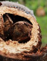 Produção de frutos de castanha-do-pará diminuí por causa do clima quente