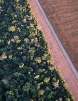 Uma plataforma digital vai mostrar como está a cobertura vegetal no Brasil