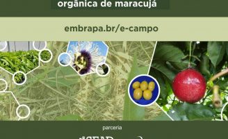 O agricultor já pode fazer um curso gratuito para aprender a produzir maracujá orgânico