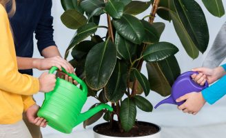 Tem plantas em casa e vai viajar? Veja como mantê-las hidratadas