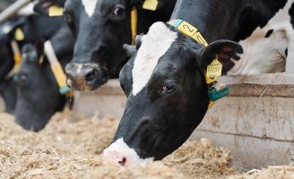 Uma boa alimentação pode reduzir o estresse calórico nos animais