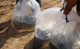Rio do Paraná recebe 10 mil peixes nativos para iniciar repovoamento