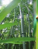 Uso do bambu pode melhorar a renda dos produtores rurais