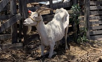 Doenças que afetam os rebanhos caprinos leiteiros no nordeste