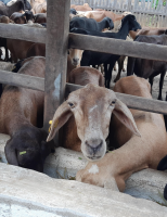 Uso de suplemento ajuda a promover o crescimento, produção e engorda da criação de ovinos e caprinos
