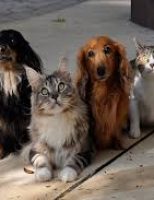 O Brasil é o primeiro pais do mundo que tem os direitos dos animais na constituição