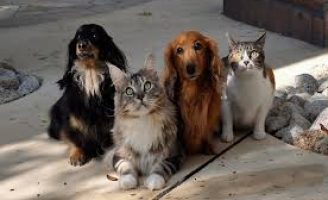 O Brasil é o primeiro pais do mundo que tem os direitos dos animais na constituição