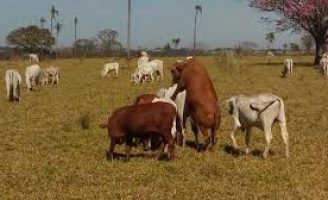 Como preparar o rebanho para a estação de monta e obter melhores resultados de produtividade