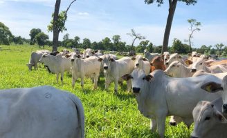 Cuidados com a sustentabilidade e a produtividade aumentam o peso do novilho para abate