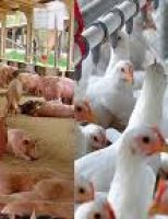 Boas previsões para a avicultura e a suinocultura do Brasil no ano que vem