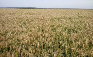 Uma super-safra de trigo mostra tendência de melhoria brasileira na produção mundial do grão