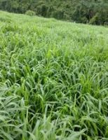 Pesquisadores brasileiros criam a primeira cultivar de capim Brachiaria ruziziensis