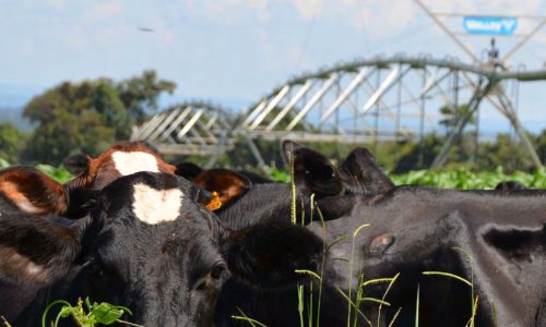 <h2><a href="https://nordesterural.com.br/cresceram-os-sistemas-de-irrigacao-nas-pastagens-brasileiras/">Cresceram os sistemas de irriga&ccedil;&atilde;o nas pastagens brasileiras</a></h2>O objetivo &eacute; aumentar a produtividade. Em 2022, o produtor rural passou a investir ainda mais em solu&ccedil;&otilde;es de irriga&ccedil;&atilde;o. Desta forma, o segmento enfrentou um mercado aquecido e com